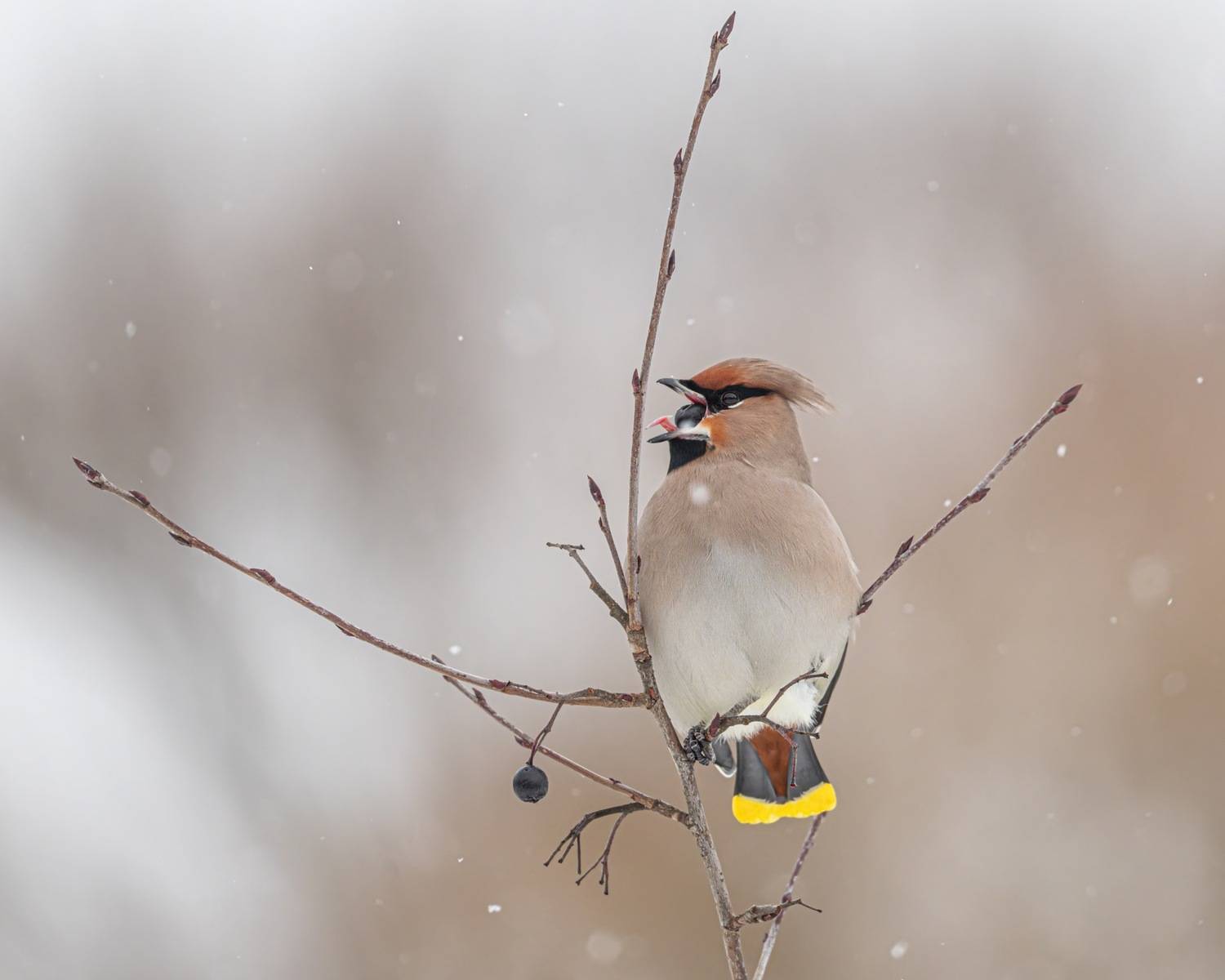 свиристель, черноплодная рябина, птицы, Ruslan Pl
