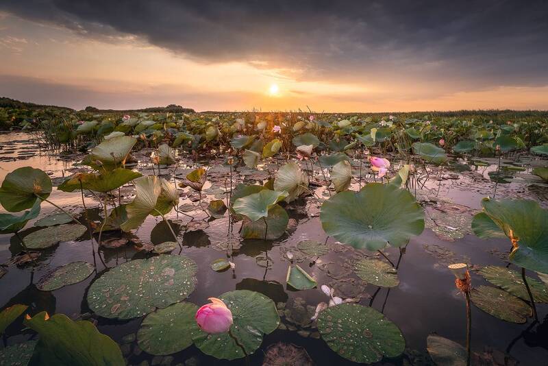 астраханская область, лотосы, волга, дельта волги Время лотосов фото превью