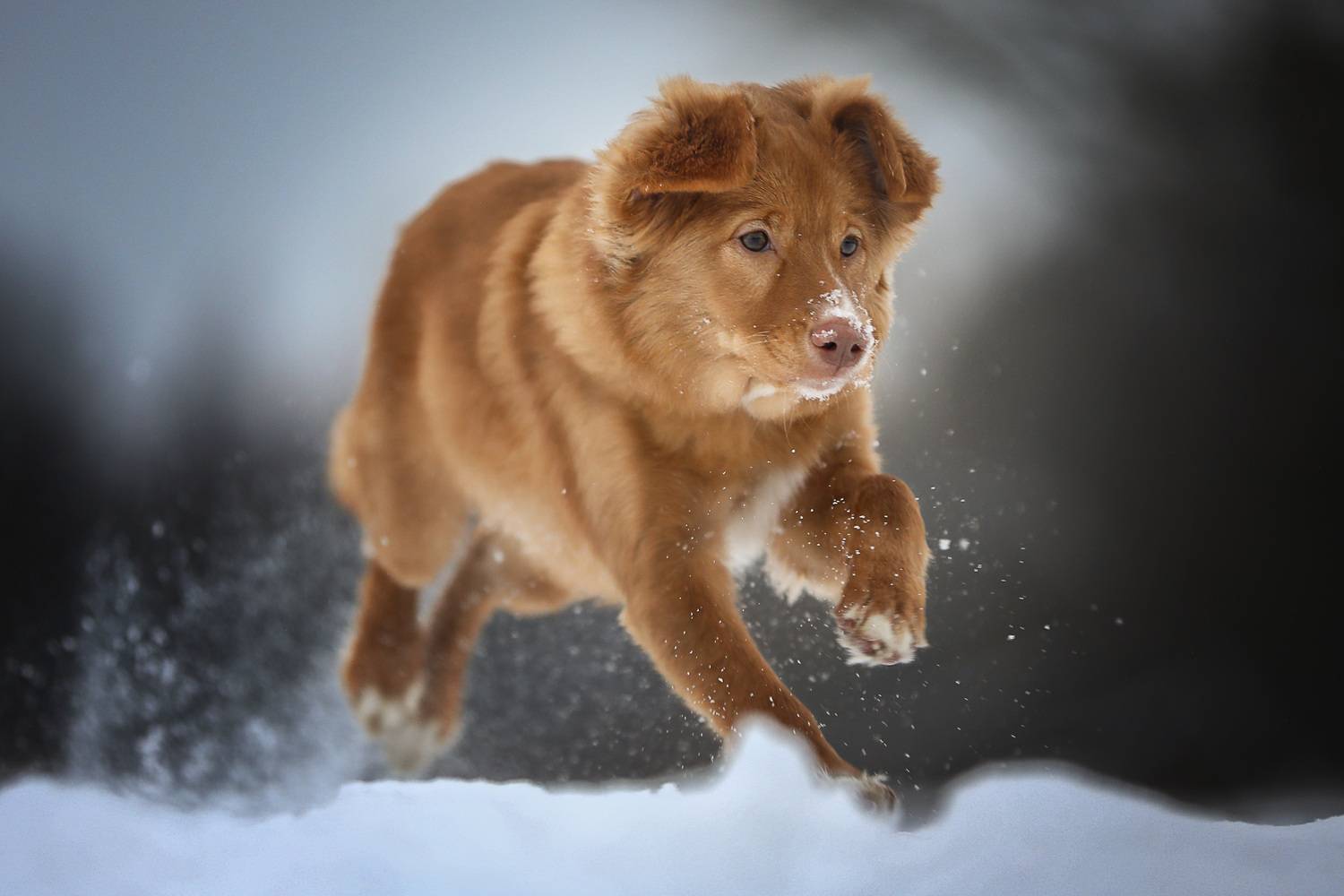 , Андрей Ершов