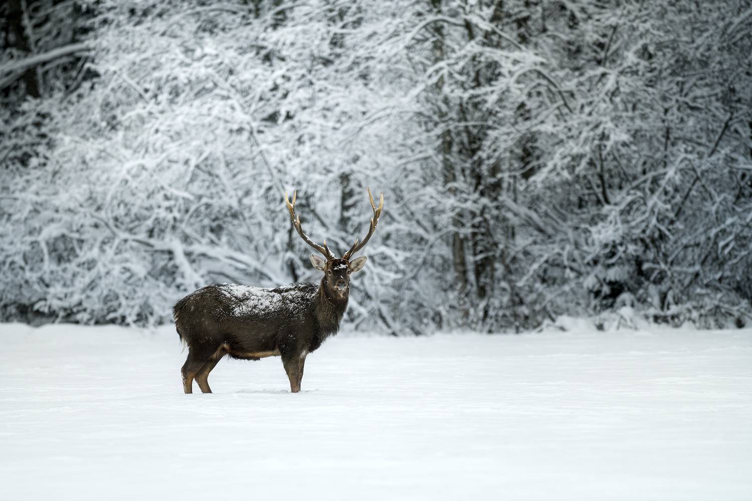 олень, пятнистый олень, зима, лес, снег, бор, фотоохота, природа, deer, wildlife, животные, Михаил Ездаков