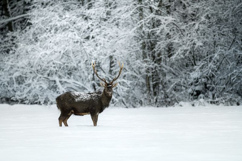 олень, пятнистый олень, зима, лес, снег, бор, фотоохота, природа, deer, wildlife, животные Забытое королевство хрустально-снежной зимы фото превью