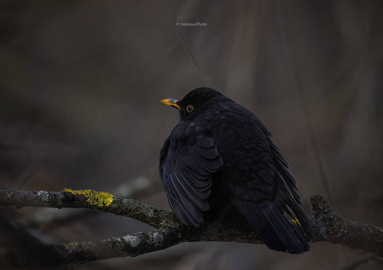 Дрозд, чёрный дрозд, птица, Ирешева Мария
