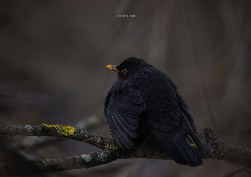 Дрозд, чёрный дрозд, птица Зимующий в Москве Чёрный дрозд фото превью