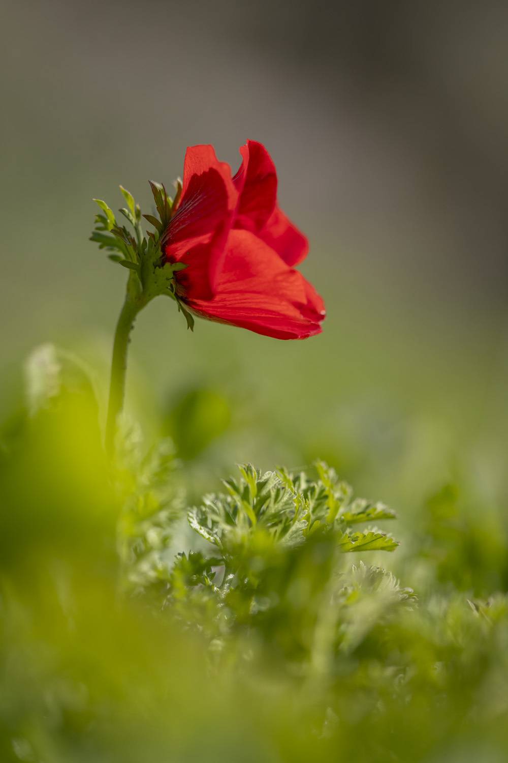 macro, flowers, plants, nature, spring, red, grass, Nikolay Tatarchuk