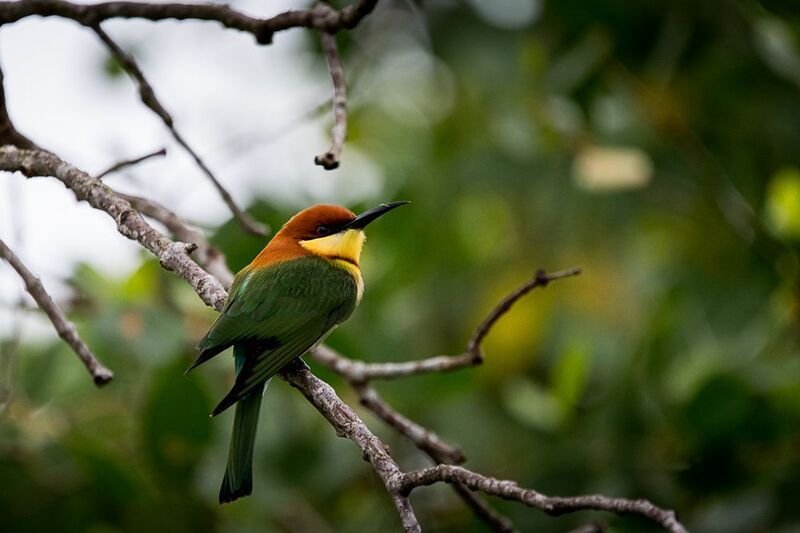 щурка, буроголовая щурка, Шри-Ланка, птица буроголовая щурка фото превью