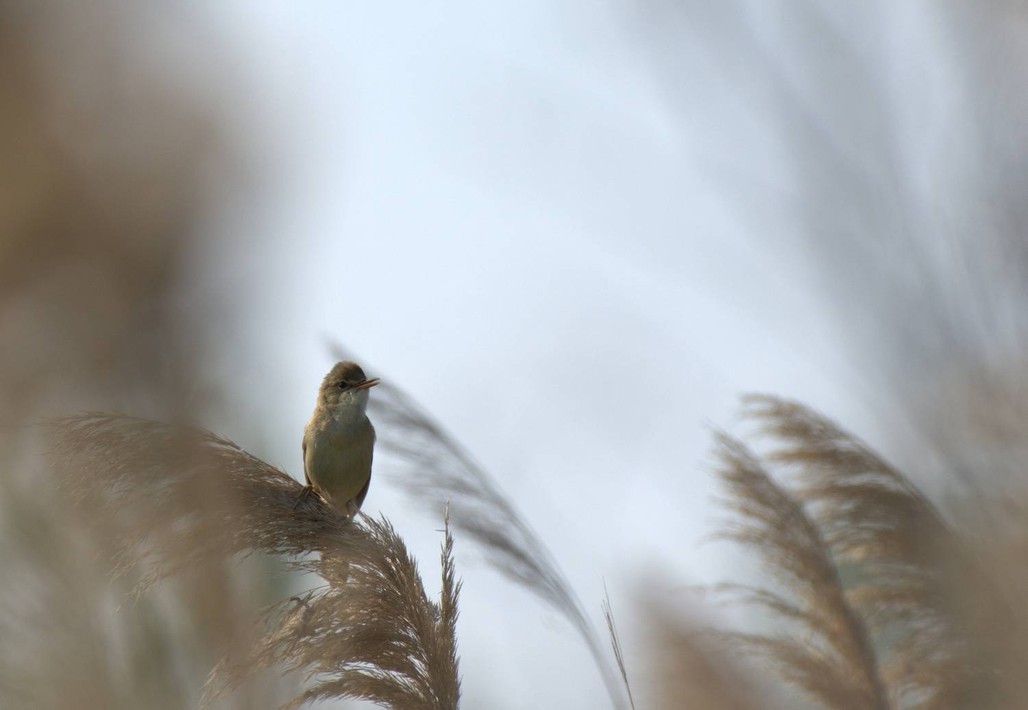 , Герчев Николай