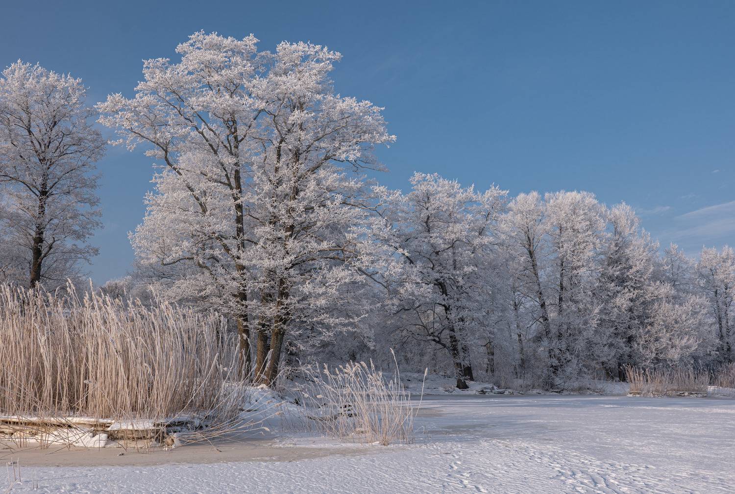 , Гордон Николай