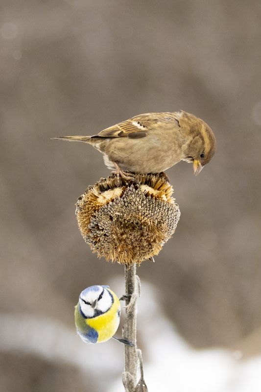 С лазоревкой фото превью