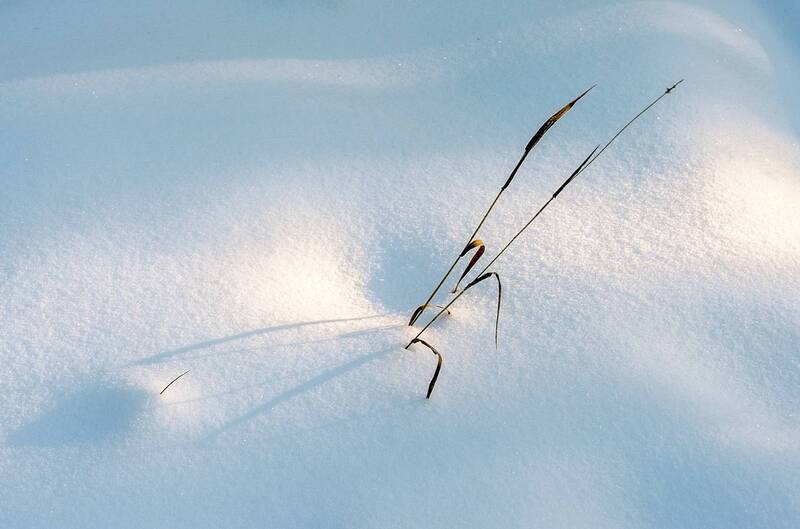 Травинка фото превью