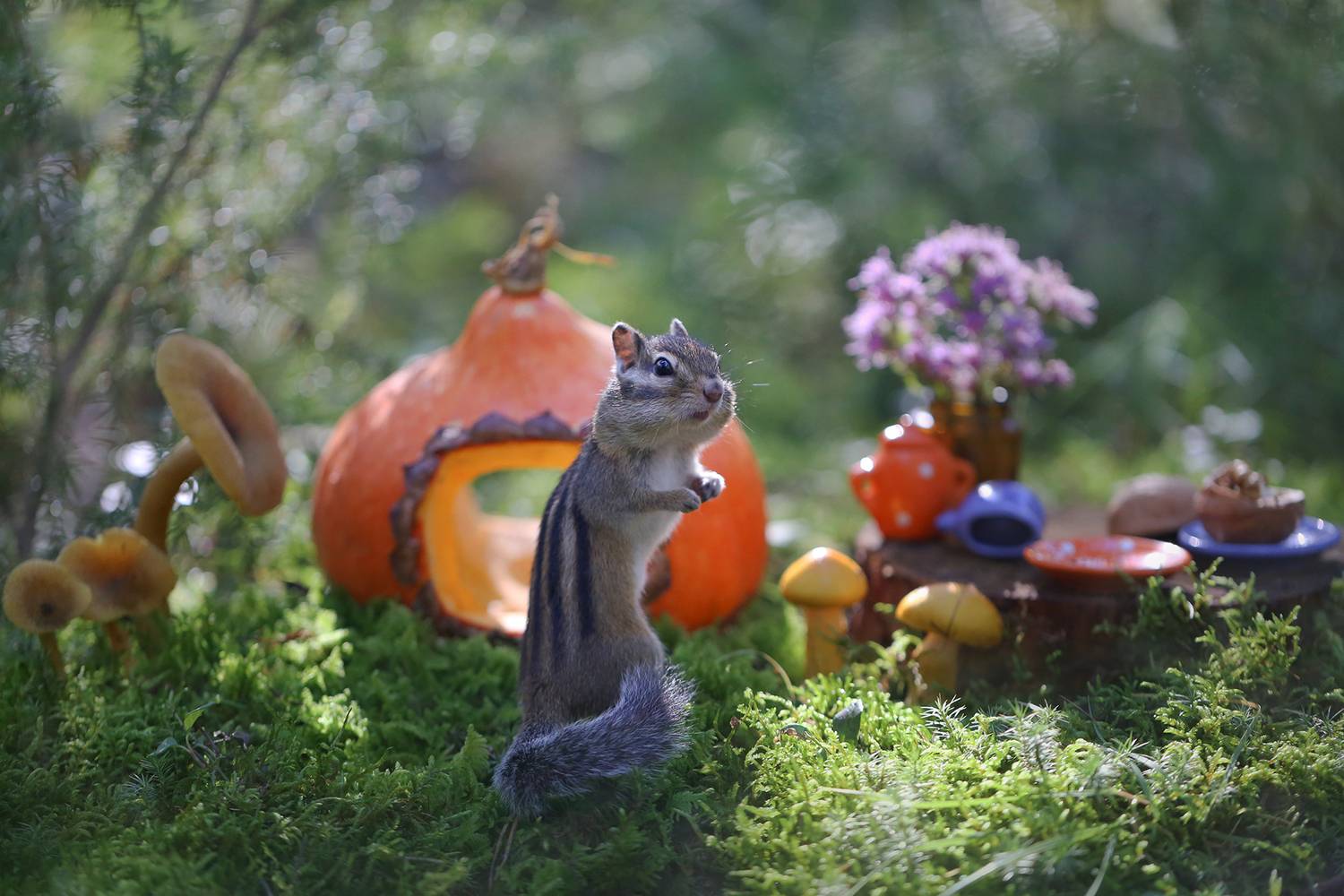 нерюнгри, бурундук, якутия, дикие_животные, женялевина, евгениялевина, животныеякутии, бурундукиибелкилевиной, Евгения Левина