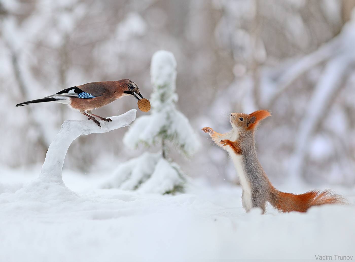 белка, сойка, Вадим Трунов