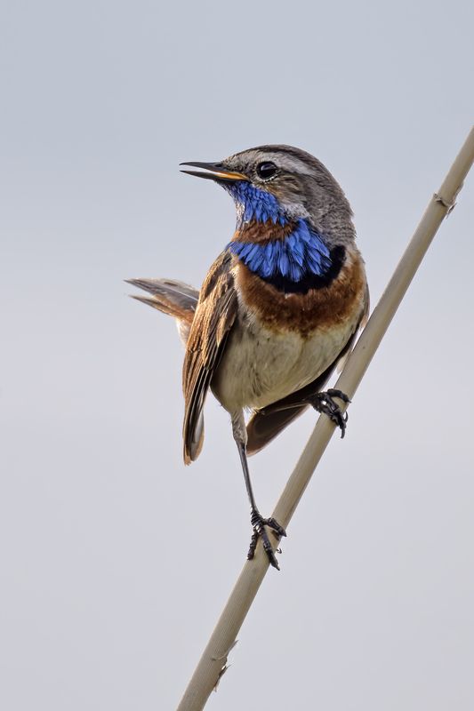 варакушка, птицы, природа Варакушка фото превью