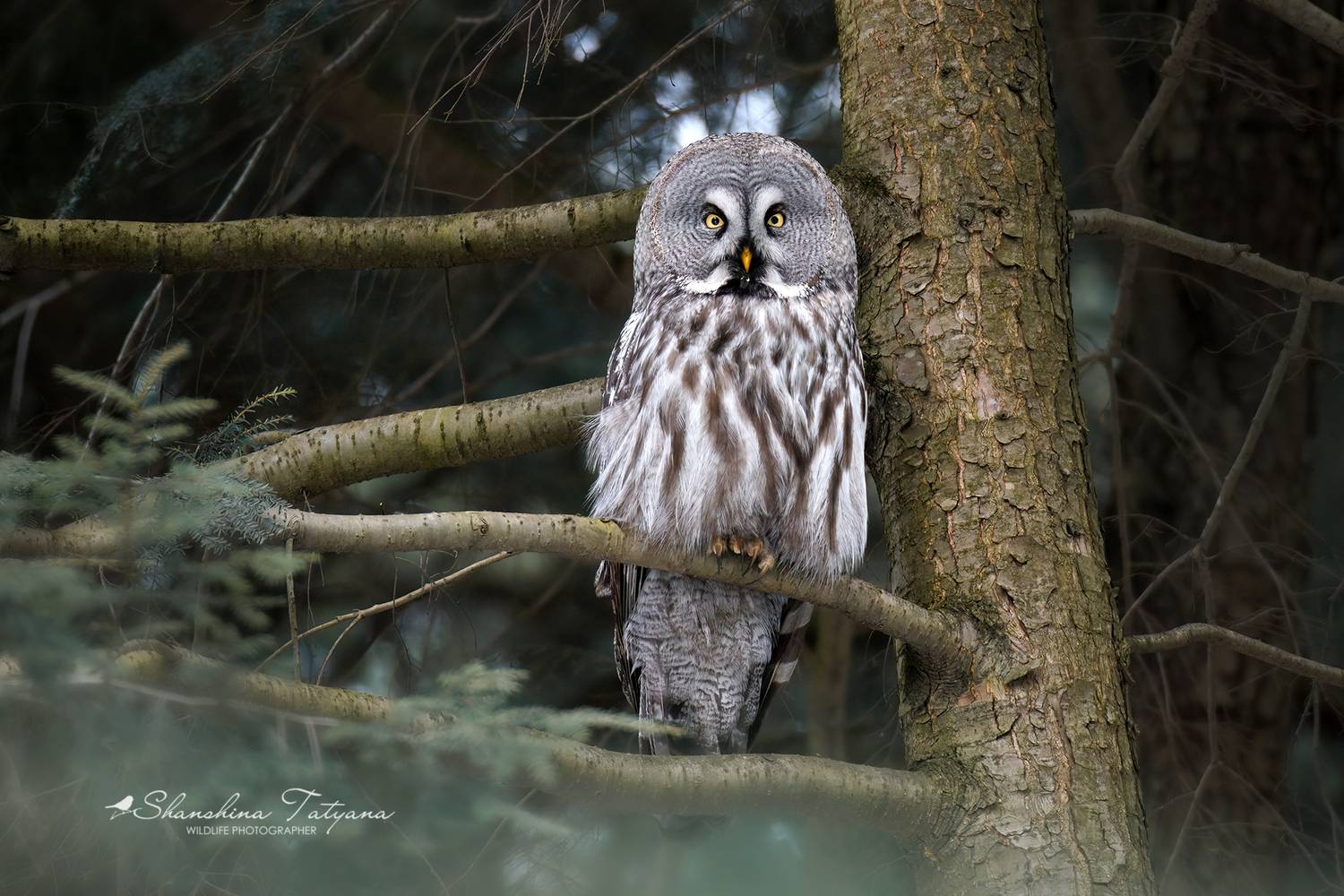 дикая природа, птицы, совы, бородатая неясыть, Шаньшина Татьяна