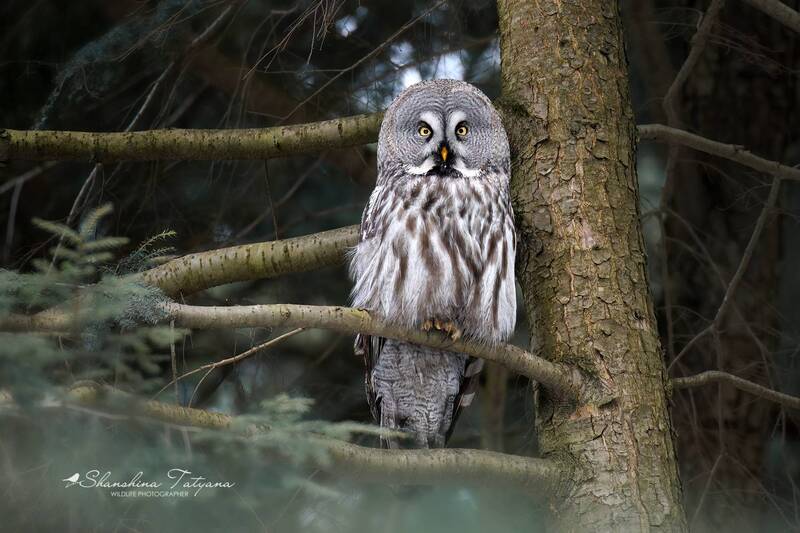 Бородатая неясыть фото превью