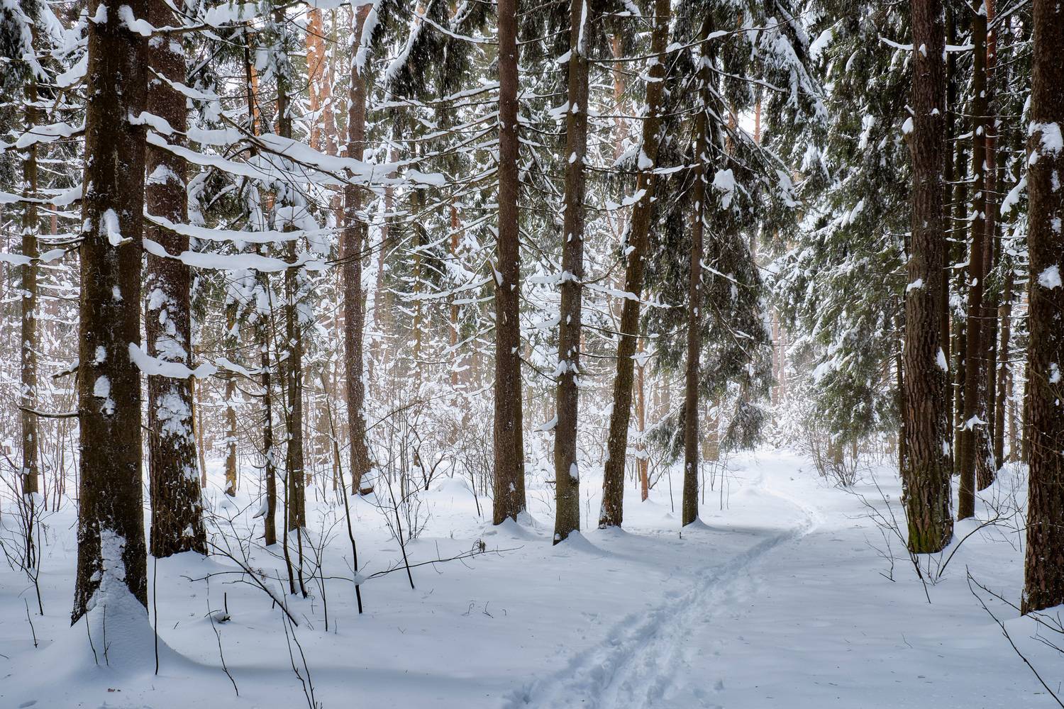 лес, деревья, снег, свет, Валерий Вождаев