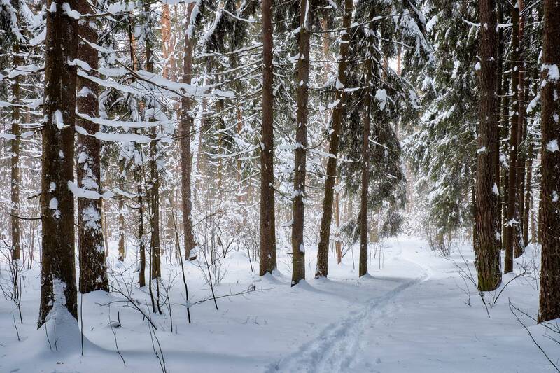 В заснеженном лесу фото превью