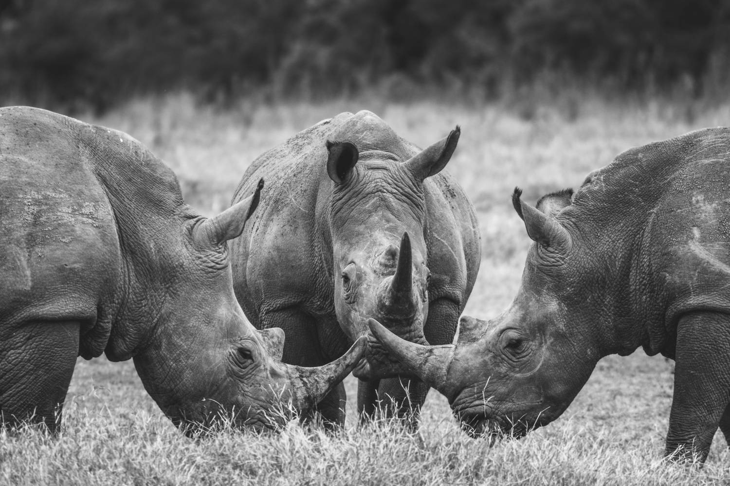 африка, носорог, africa, rhino, Николаев Дмитрий