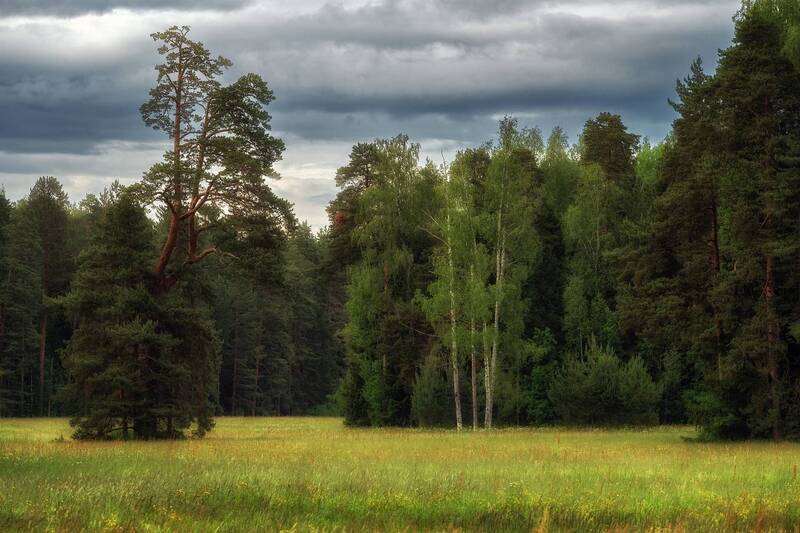 павловский_парк У леса на опушке. фото превью