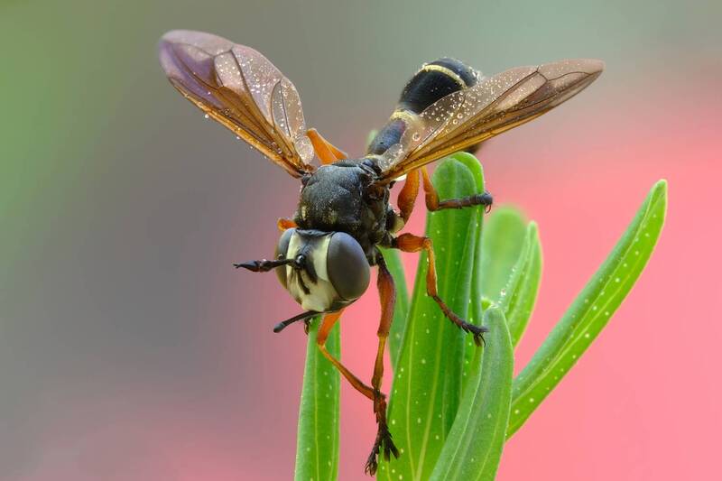 Большеголовка (лат. Physocephala rufipes) фото превью