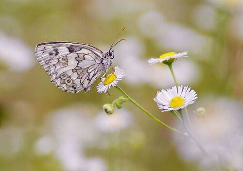 Пестроглазка