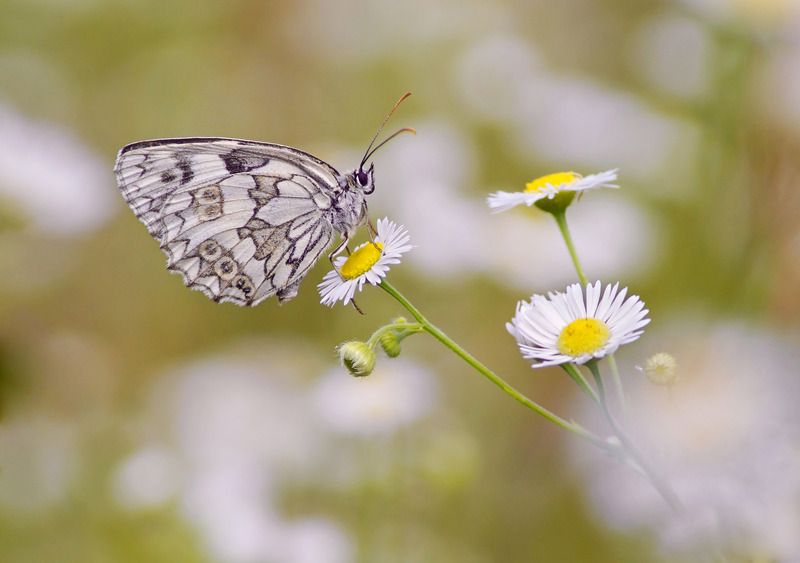 Бабочка Пестроглазка фото превью