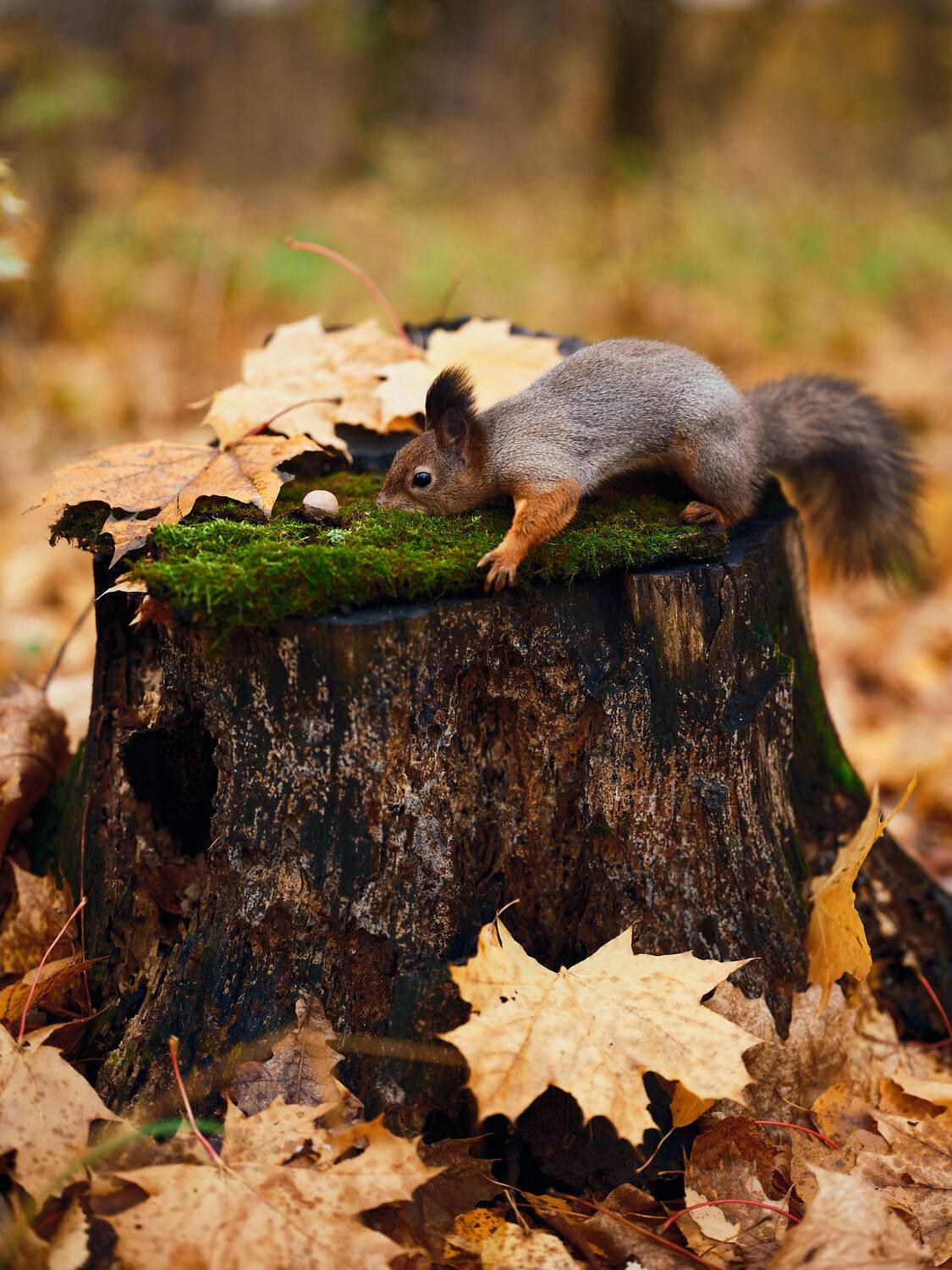 Белка, Dmitry Dybov