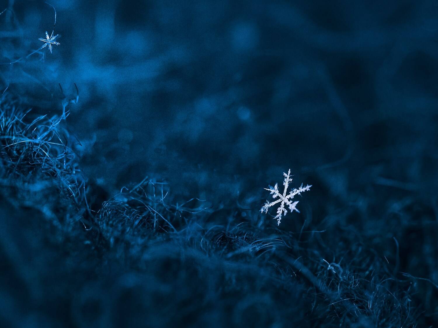 снежинка, Сергей Белокуров