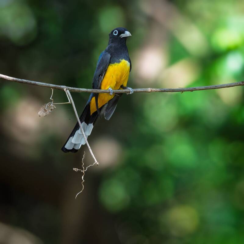 Black-headed Trogon фото превью