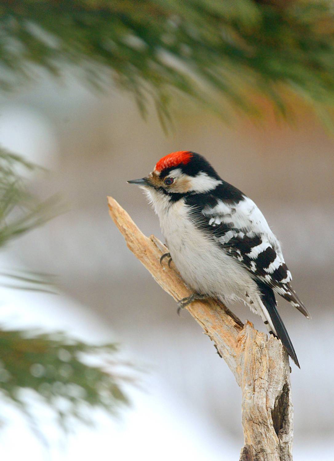 , Белоусов Михаил