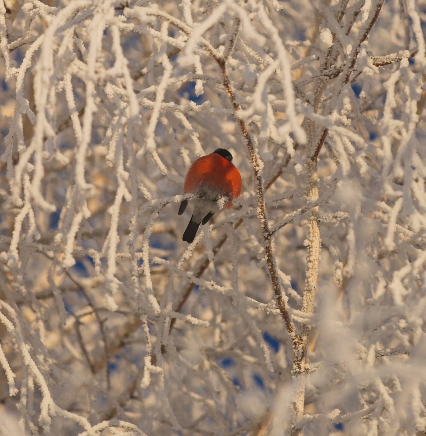 , Игорь Щербаков