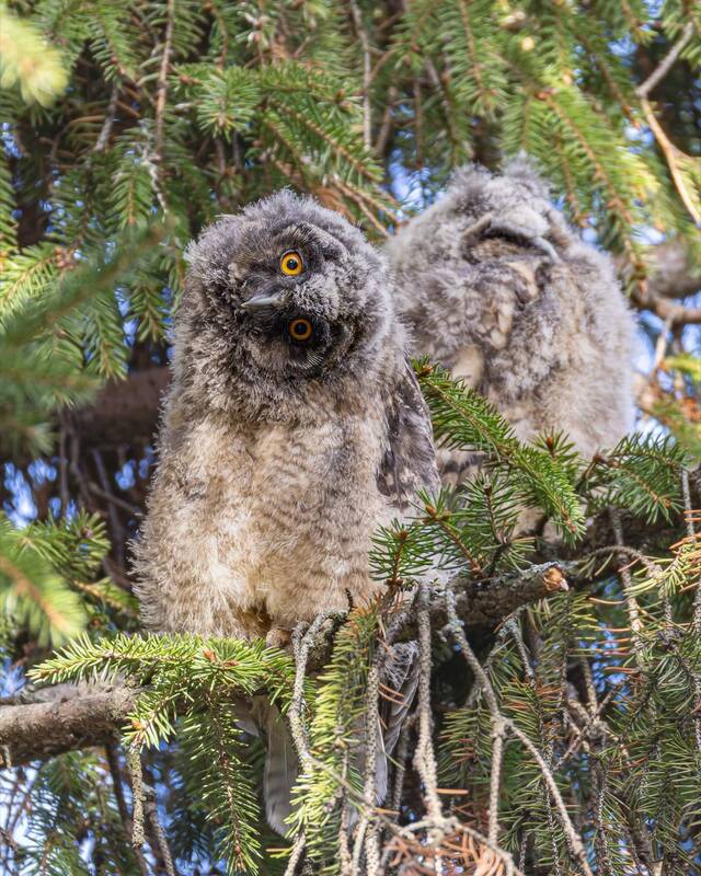 Совята фото превью