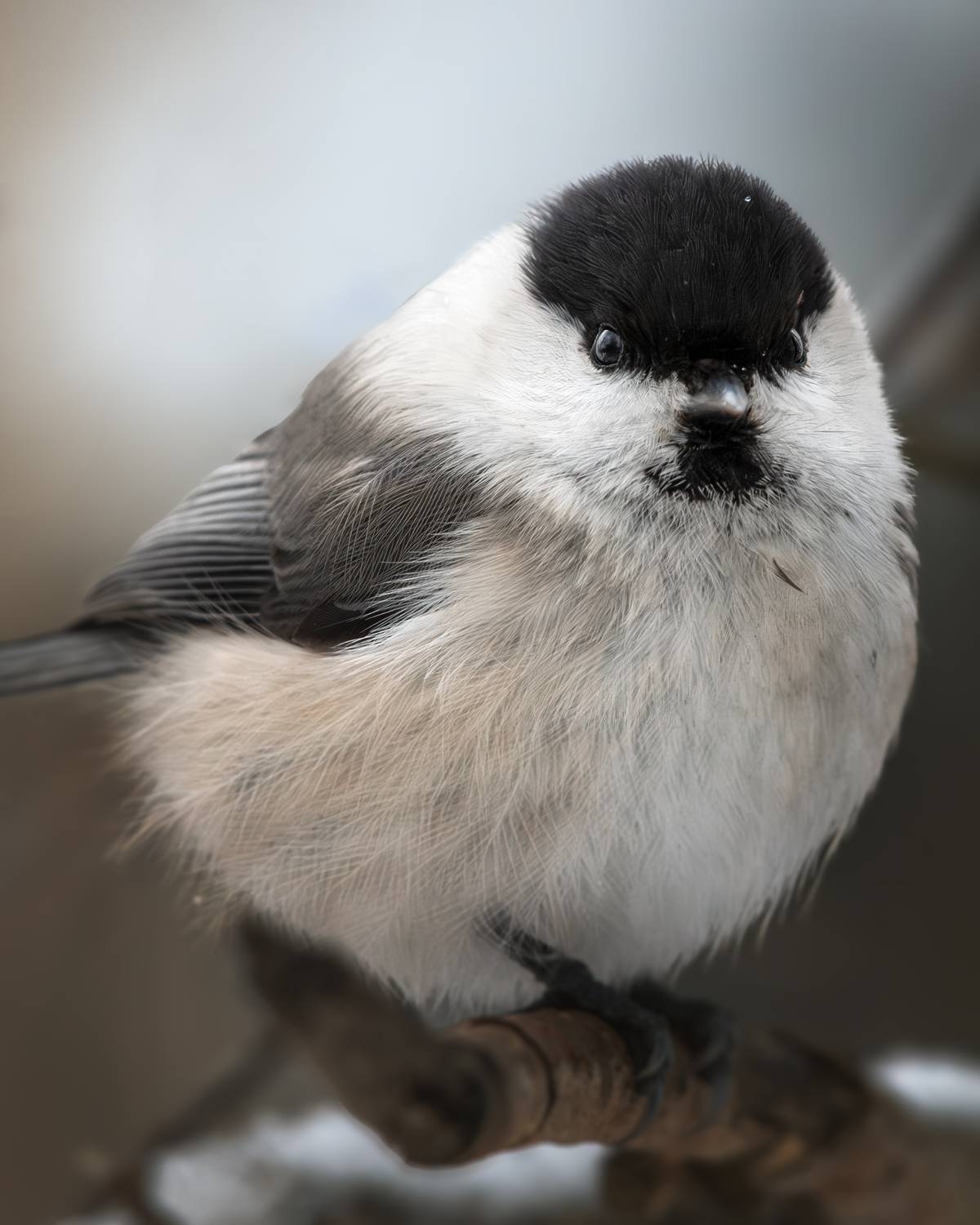 wildlife, birdwatching, nature, bird photography, птица, фотоохота, природа, пухляк, Полина Шальнева