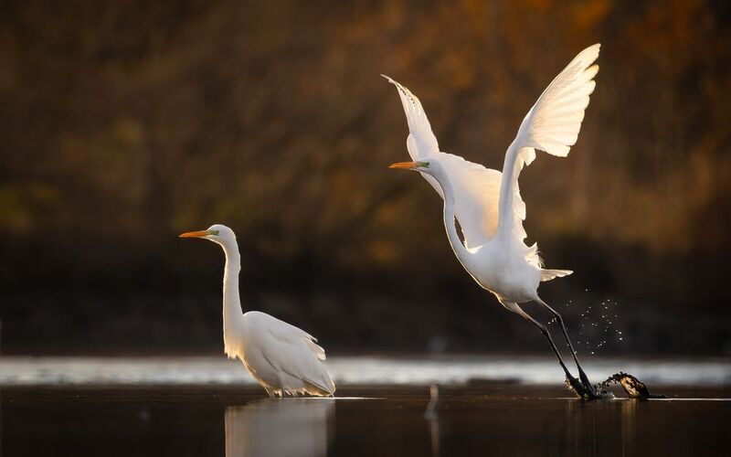Herons фото превью