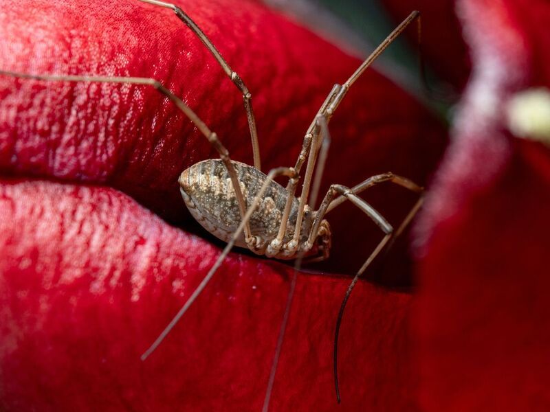 Сенокосец фото превью
