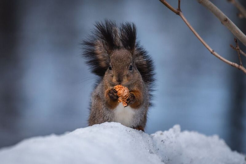 природа России, животные России, белка Зимний обед фото превью