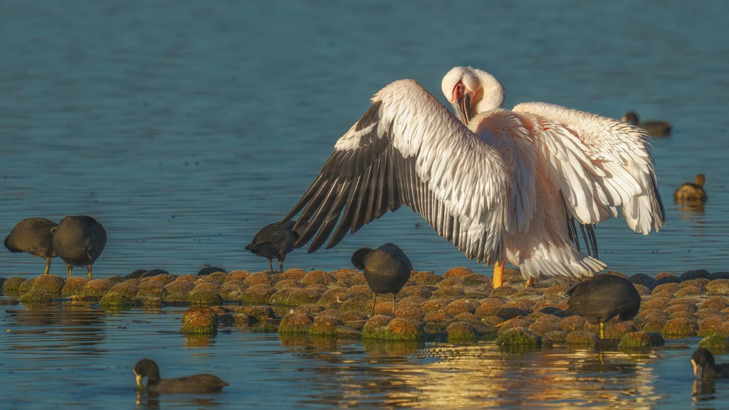 , Евгений Шварцман