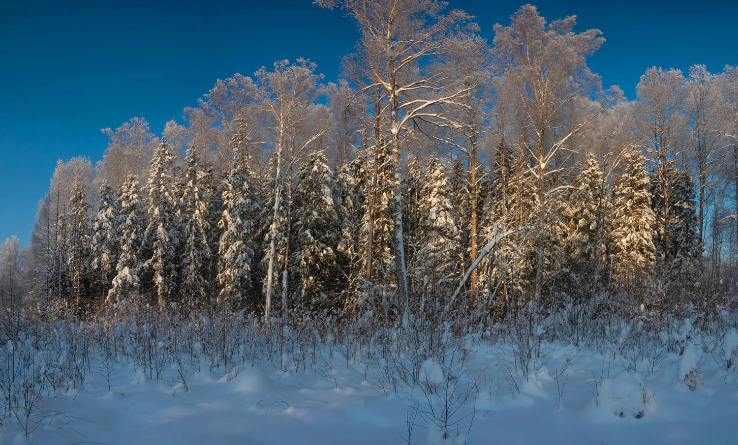 лес, зима, Свистков Александр