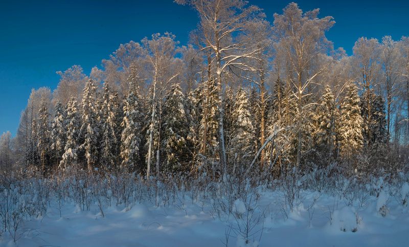 лес, зима  фото превью