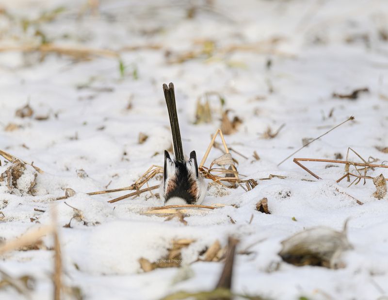 Ополовник, синица,птица Семечко где то здесь ... фото превью