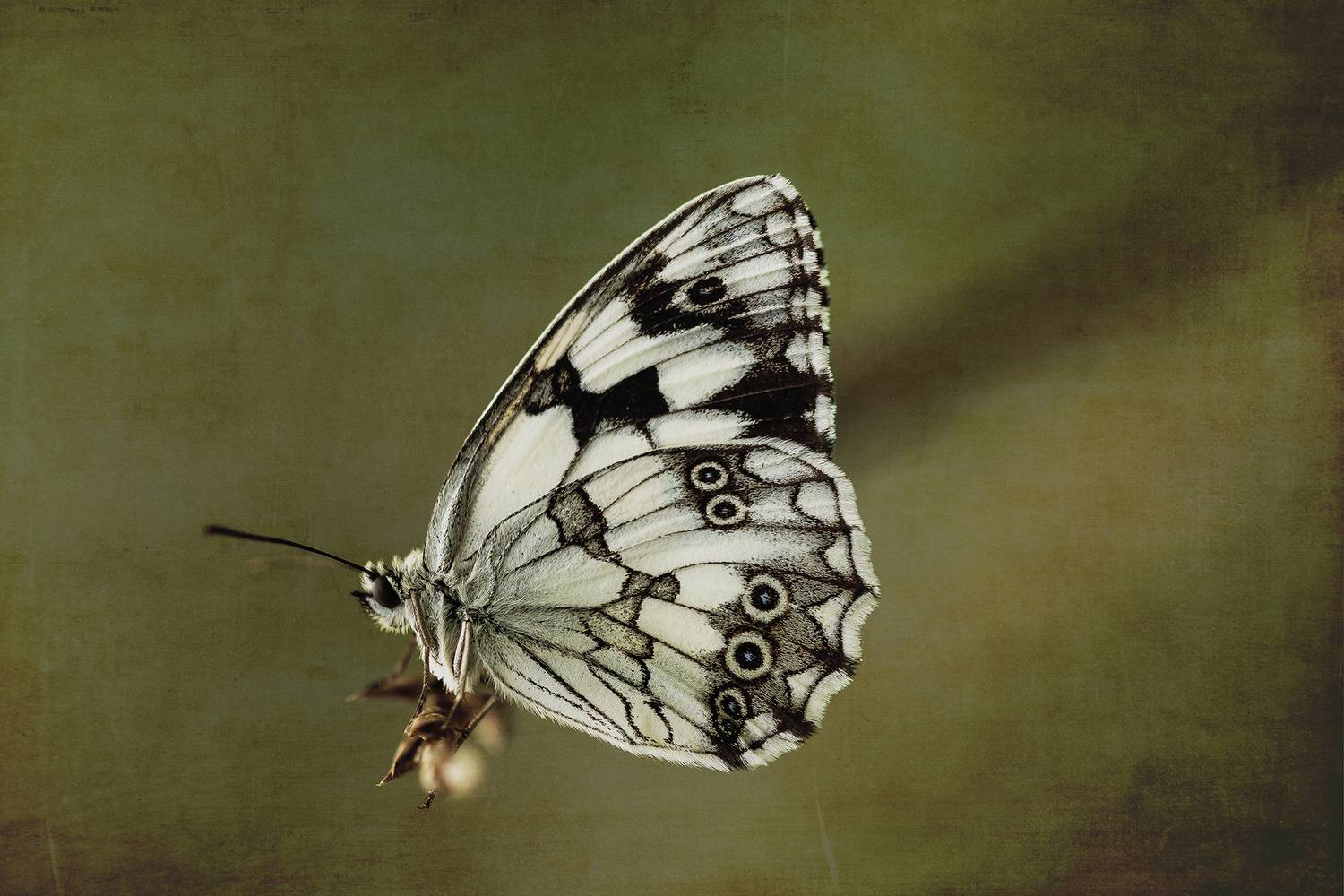 nature close-up outdoor lepidoptera insect arthropod summertime pollinator, Andr&eacute;s Emilio