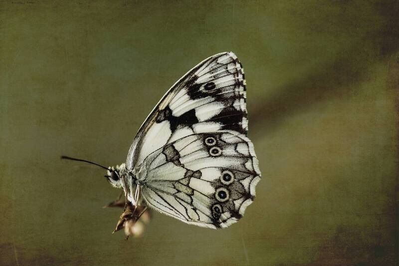 Melanargia фото превью