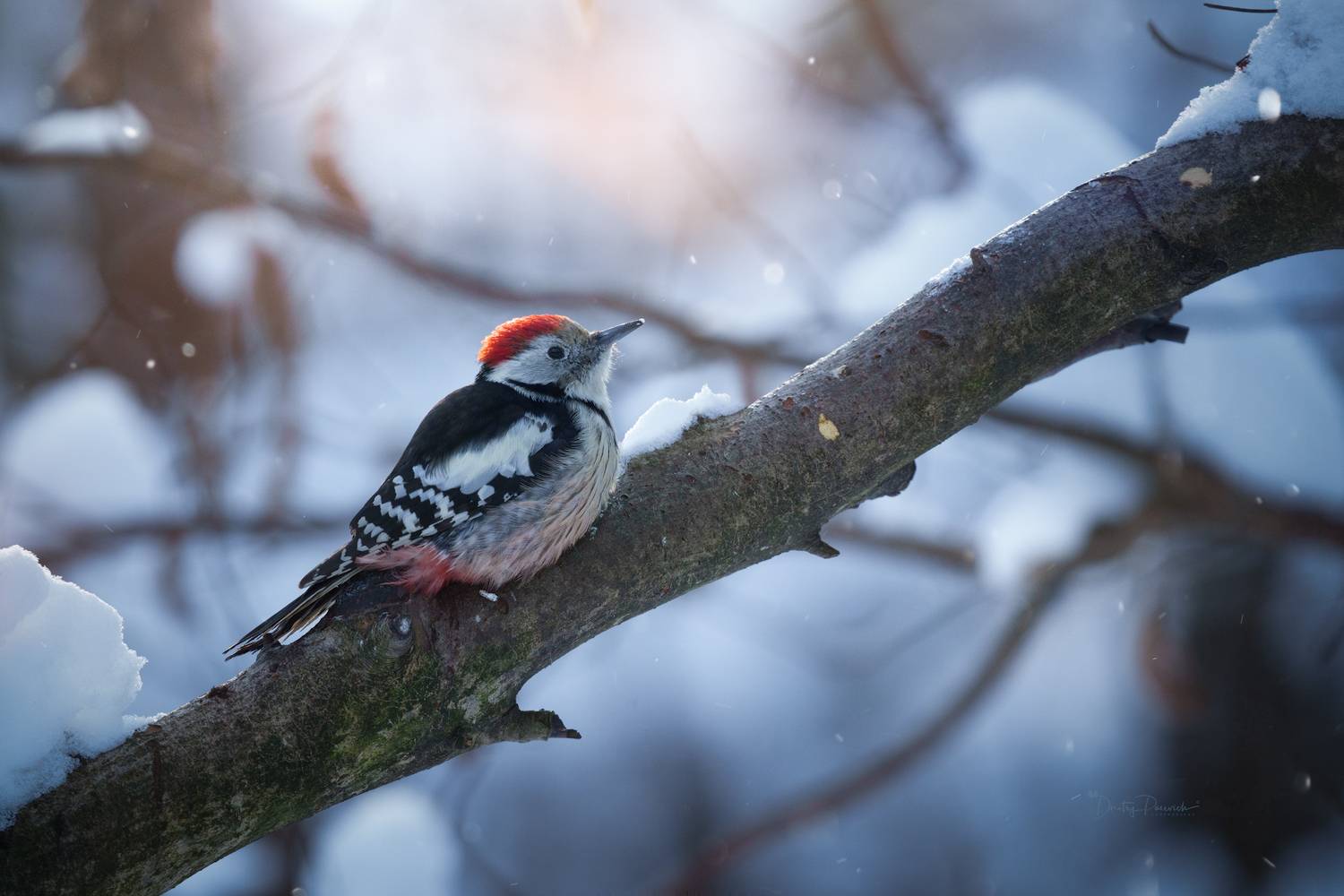 природа, лес, поля, огороды, животные, птицы, макро, Дмитрий Посевич