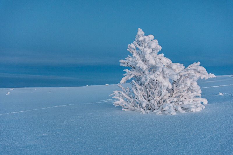 Белый и пушистый фото превью