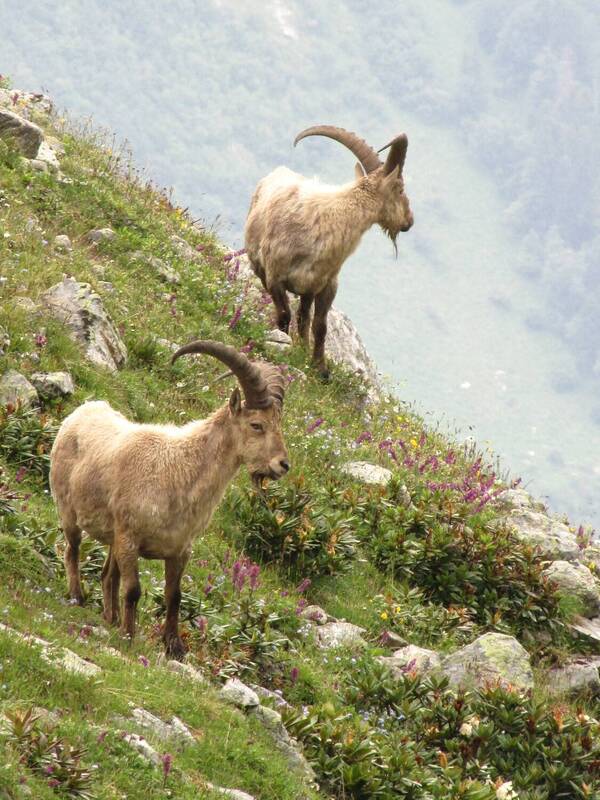 архыз Двое ... фото превью