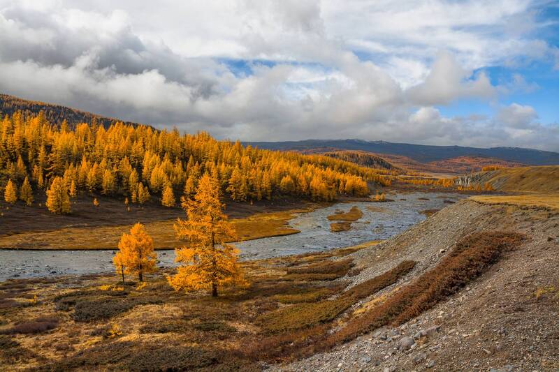 россия, горный алтай, долина реки, низкая облачность, лиственницы, осень Вдоль реки фото превью