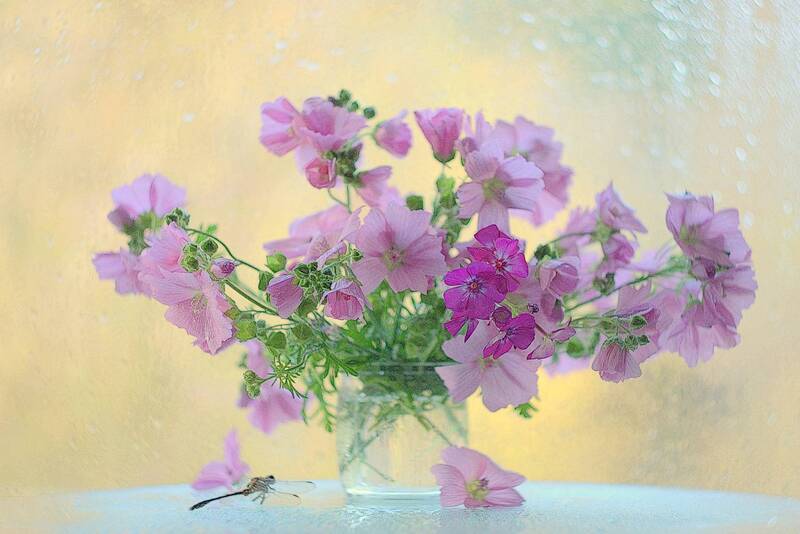 Лаватера или дикая роза фото превью