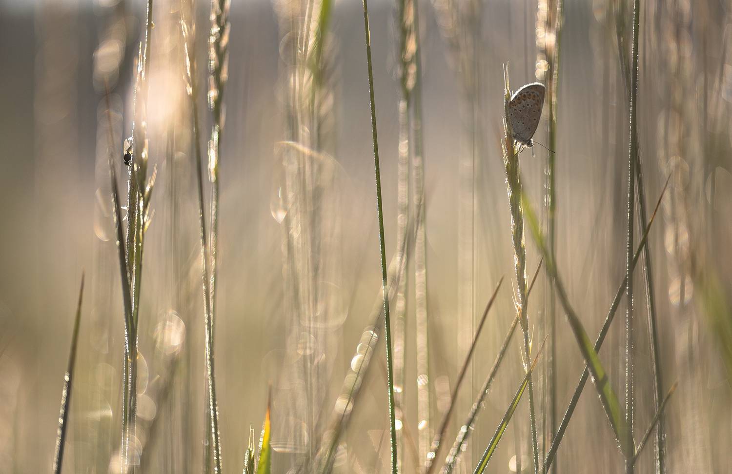 червонец, бабочка, мушка, утро, травы, россия, воронежская облсть, маклок, берег, озеро, красота, макро, свет, мёд, друзья, ,carl zeiss makro-planar t* 100mm f/2 zf.2 сон, nikon d 850,, Мещеряков Геннадий