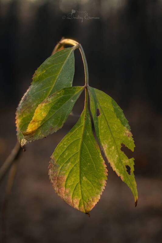 Эхо осени доносится в тишине зимнего леса... фото превью