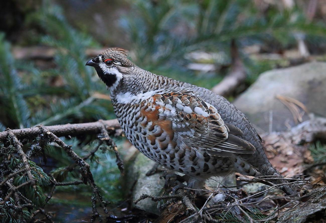 рябчик, Валерий Платонов