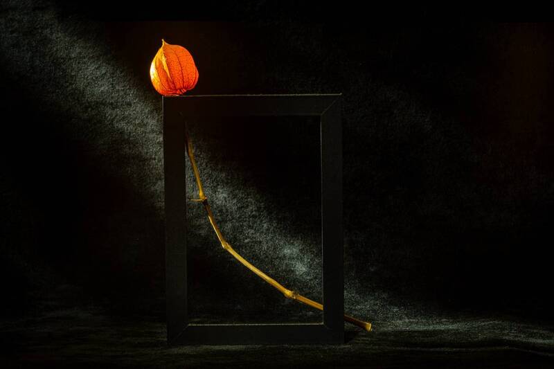 Этюд с физалисом V фото превью